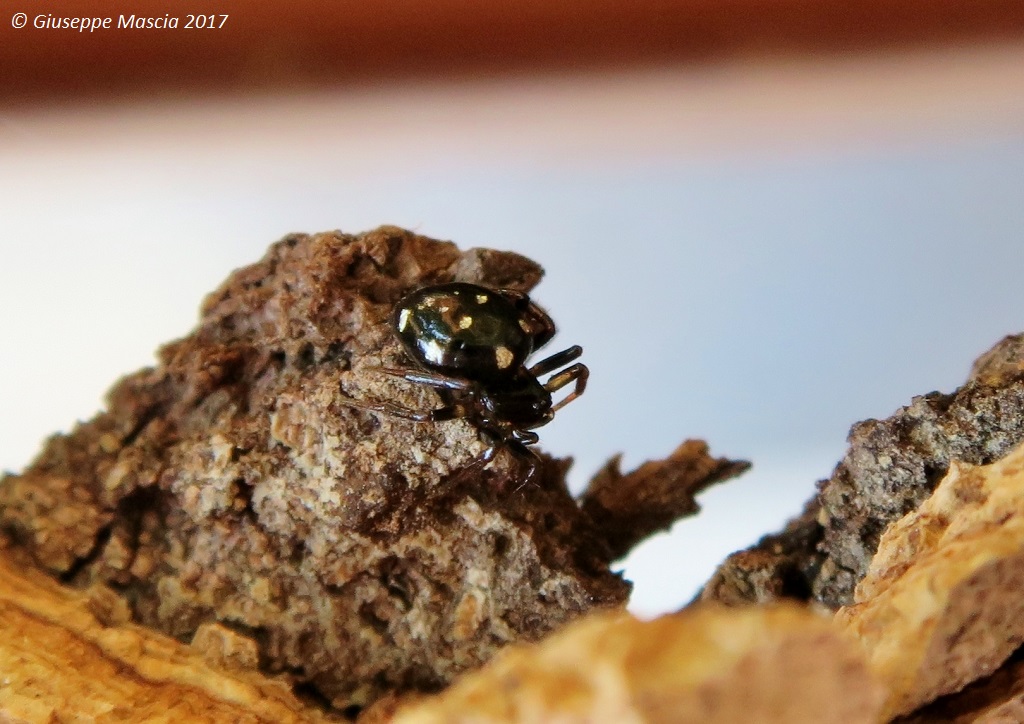 Euryopis duodecimguttata - giugno 2017, prov. di Taranto